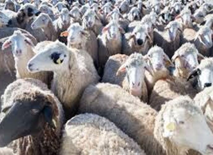 100 Koyun Desteği Başvuruları Başladı! Şehirde Yaşayanlar Dikkat: O Şartı Sağlayan Herkese 180 Bin TL Bakım Ödemesi