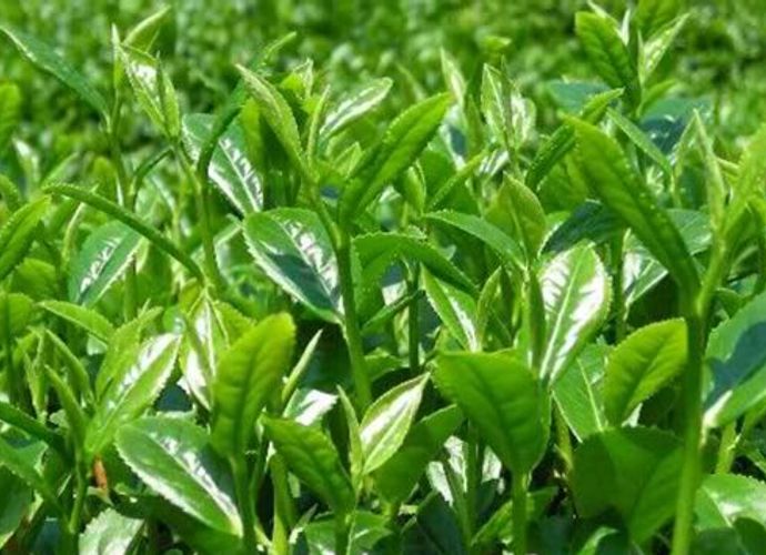 Çay Üreticilerine Müjde ÇAYKUR Duyurdu! Yaş Çay Budama Ödemeleri Hesaplara Yatırıldı: