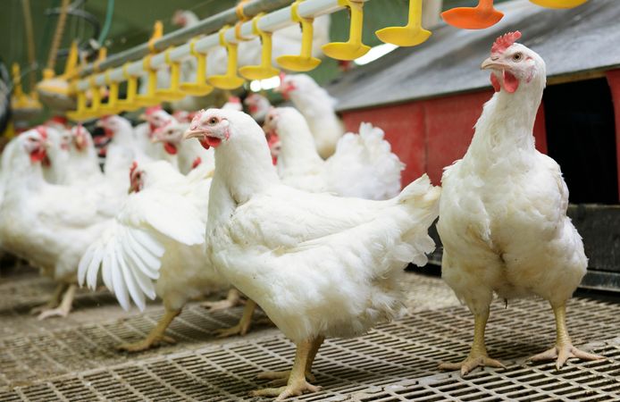 Tavuklar Neden Hızlı Büyüyor? Hormon mu? Genetik mi?