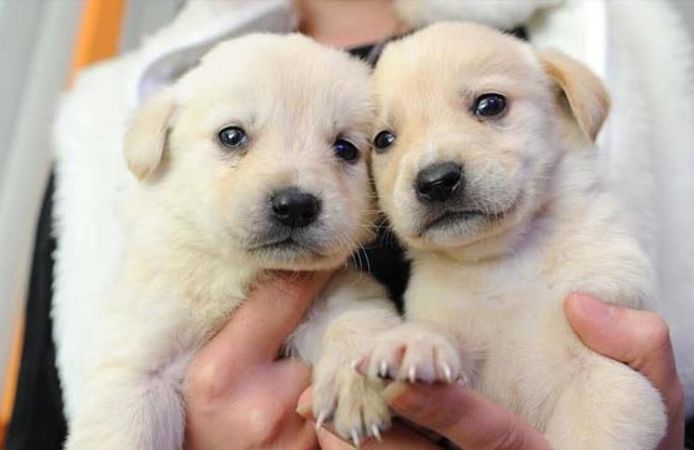 Balıkesir'de 20 İlçeye "Can Dost" Turu: Program Belli Oldu!
