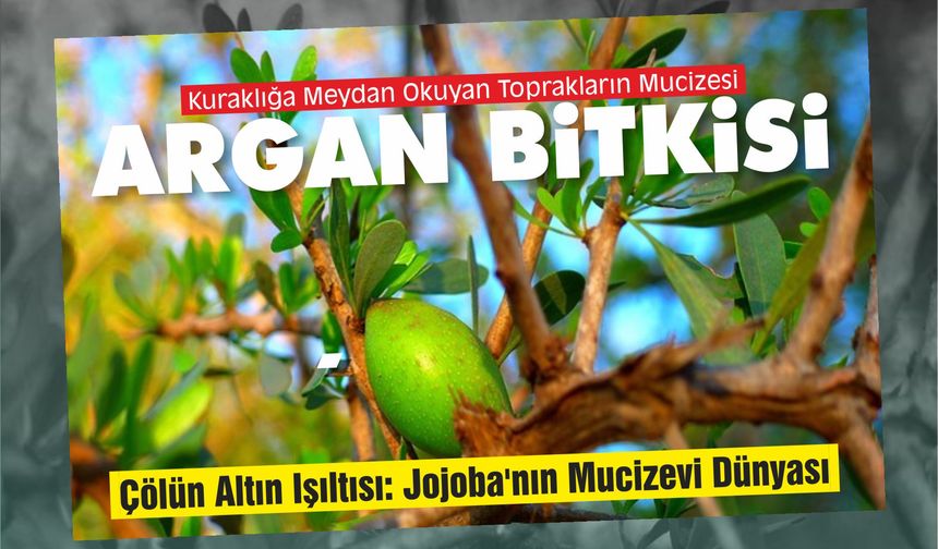 Fas'ın Altın Hazinesi: Argan Bitkisi