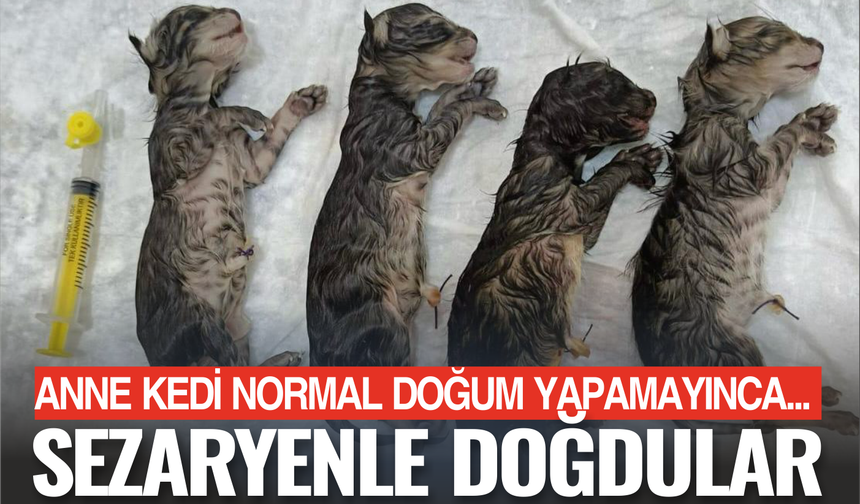 Anneleri normal doğum yapamadı! Yavrular sezaryenle dünyaya geldi
