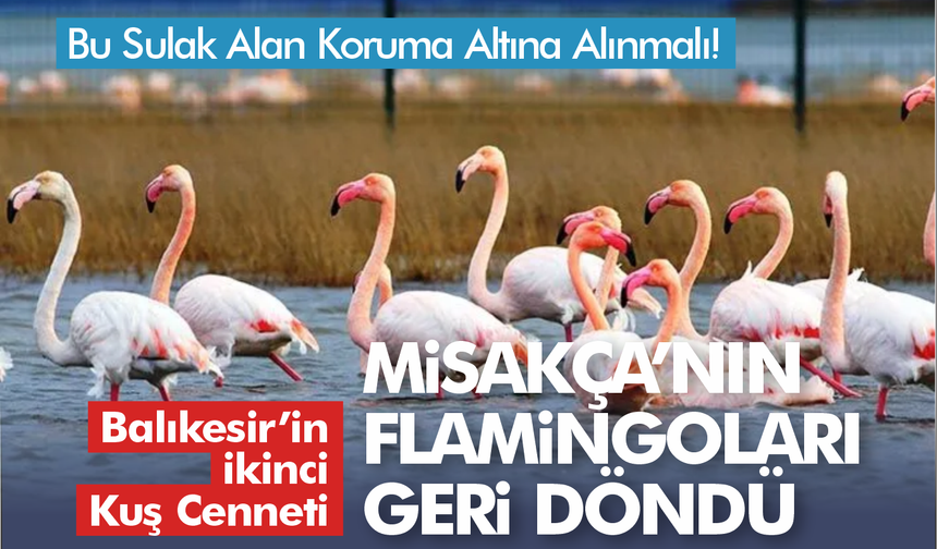 Balıkesir'in İkinci Kuş Cenneti Olmaya Aday! Flamingolar Geri Döndü