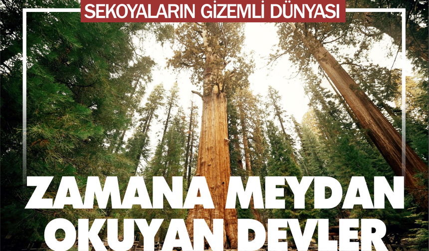 Zamana Meydan Okuyan Devler: Sekoyaların Gizemli Dünyası
