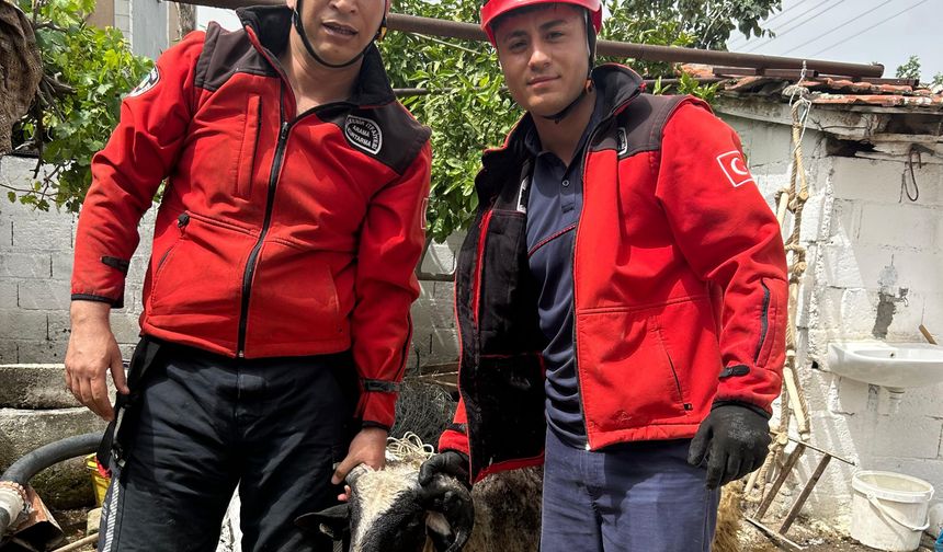 Burhaniye'de Kuyuya Düşen Kuzu Kurtarıldı, Sağ Salim Sahibine Teslim Edildi