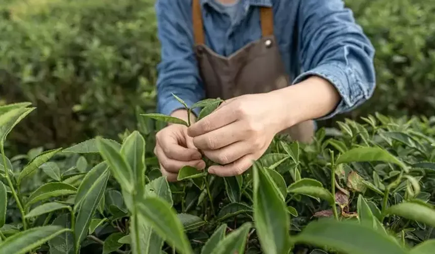 Çay Üreticisine Müjde Mi Hayal Kırıklığı Mı? 2025 Yaş Çay Alım Fiyatı Açıklandı!
