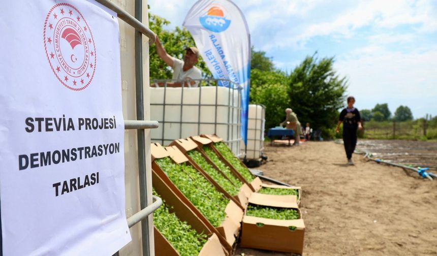 Marmara Adalar’da Tatlı Bir Başlangıç! Stevia Fidanları Toprakla Buluştu