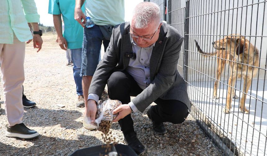Edremit’e Sokak Hayvanları İçin Modern Rehabilitasyon Merkezi