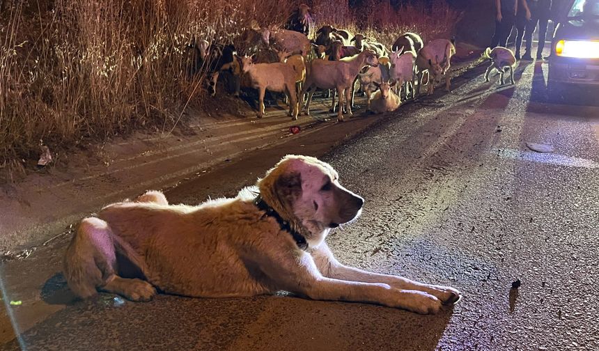 Keçiler Çiftlikten Kaçmıştı! Başlarında Çoban Köpeğiyle Bulundu!