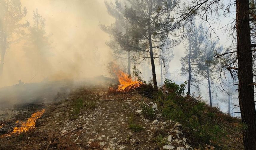 Son Dakika! Balıkesir Dursunbey’de Orman Yangını!
