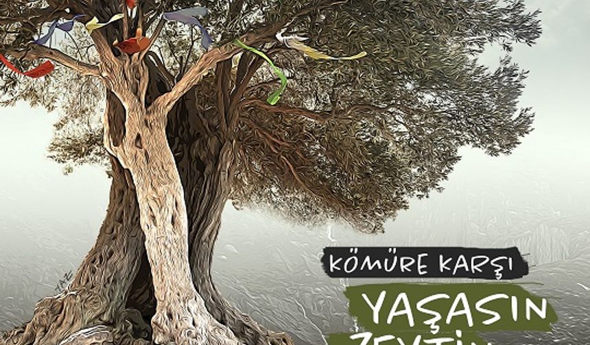 Edremit Çevre Derneği’nden Zeytinlikler İçin Çağrı: Torba Yasa Geri Çekilsin!
