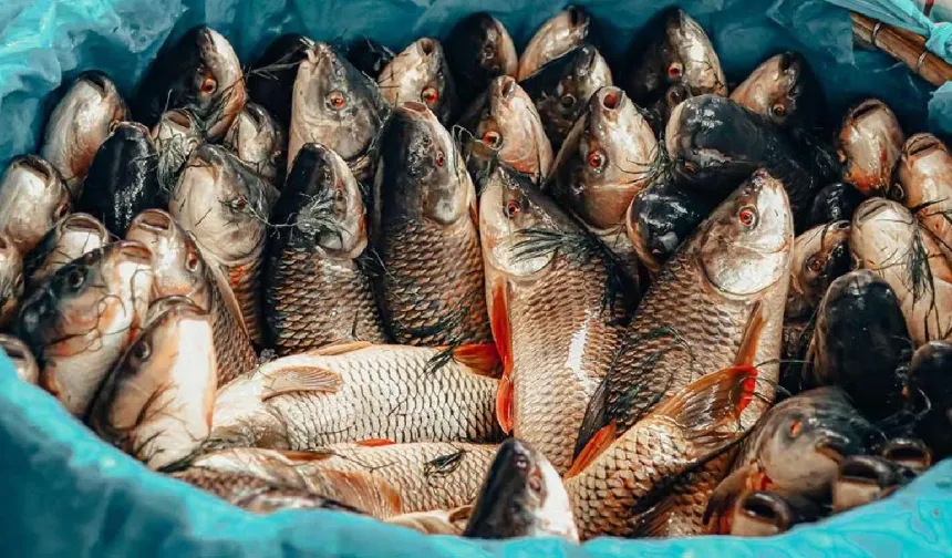 Balıkçılar İçin Sezon Sonu! 2026 Balık Avı Yasağı Ne Zaman Başlıyor? İşte Denizlerde Sessizliğin Başlayacağı O Tarih...