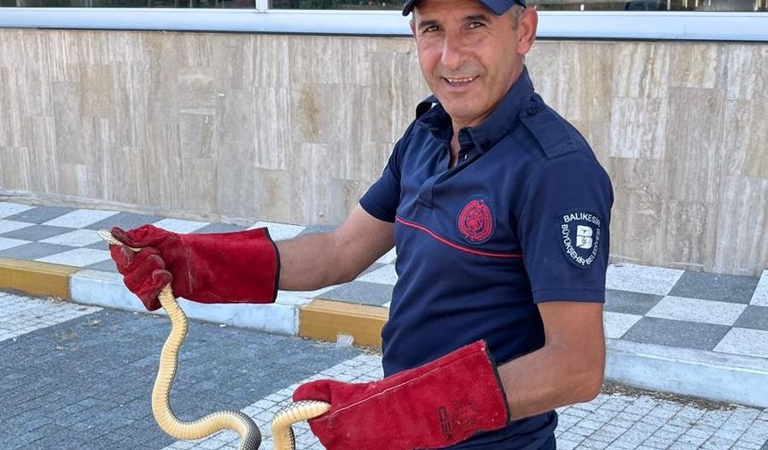 Gönen'de Panik Anları! Otomobilin İçinden Yılan Çıktı