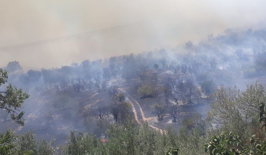 Balıkesir Savaştepe’de Orman Yangını: 10 Hektar Alan Kül Oldu, Can Kaybı Yok