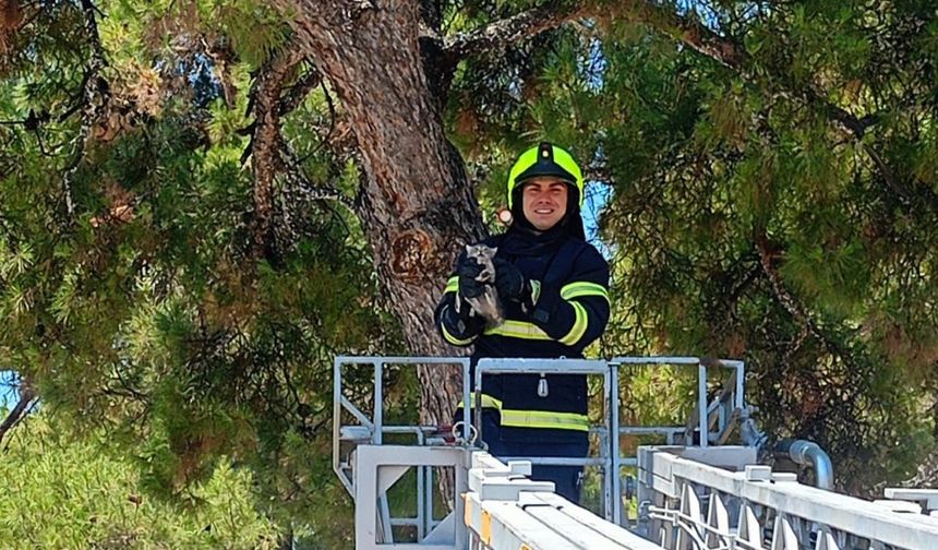 Çam Ağacında Mahsur Kalan Yavru Kedinin İmdadına Balıkesir İtfaiyesi Yetişti!