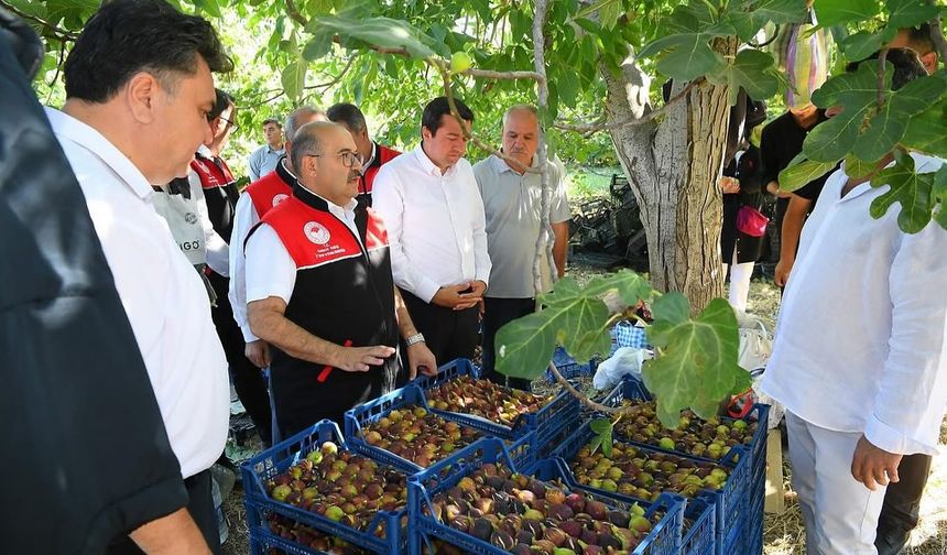 Vali Ustaoğlu, Havran’da Kara İncir Hasadına Katıldı