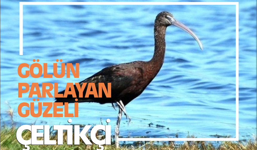 Manyas Kuş Cenneti’nin Parlayan Güzeli: Çeltikçi (Plegadis falcinellus)