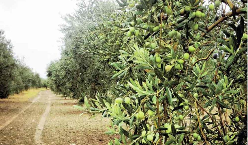 Balıkesir Koca Seyit Havalimanı’ndaki 1248 Zeytin Ağacı İhaleye Çıkıyor
