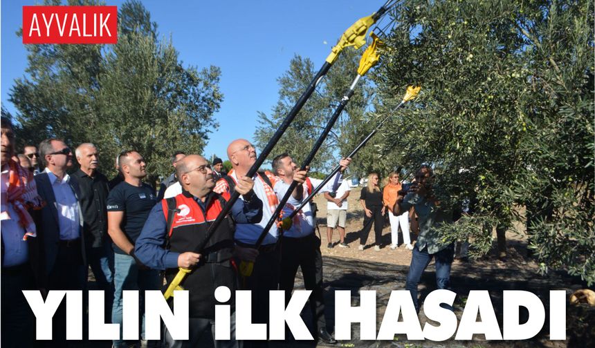 Ayvalık’ta Yılın İlk Zeytin Hasadı