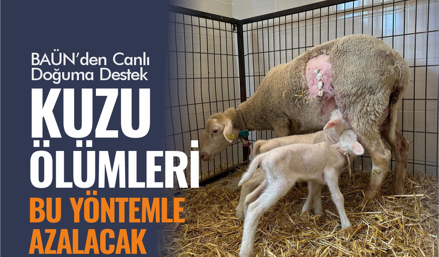 Balıkesir Üniversitesinde Koyunlarda Sezaryenle Canlı Doğum Oranı Artıyor