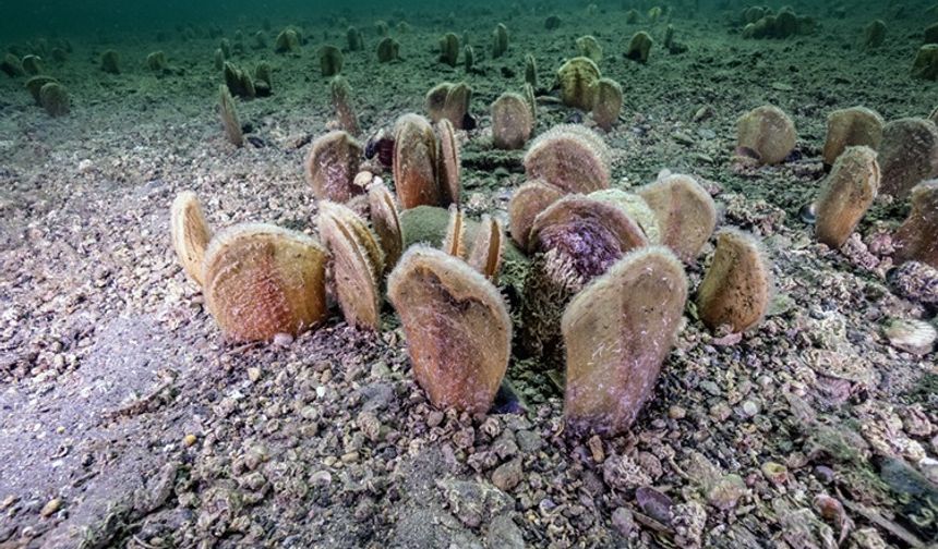 Pina-İz ve Çayır-İz projelerinde bir yıl geride kaldı