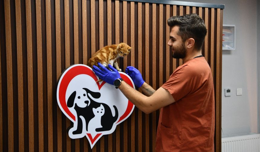 Balıkesir'de 1158 Can Dost Yeni Yuva Buldu