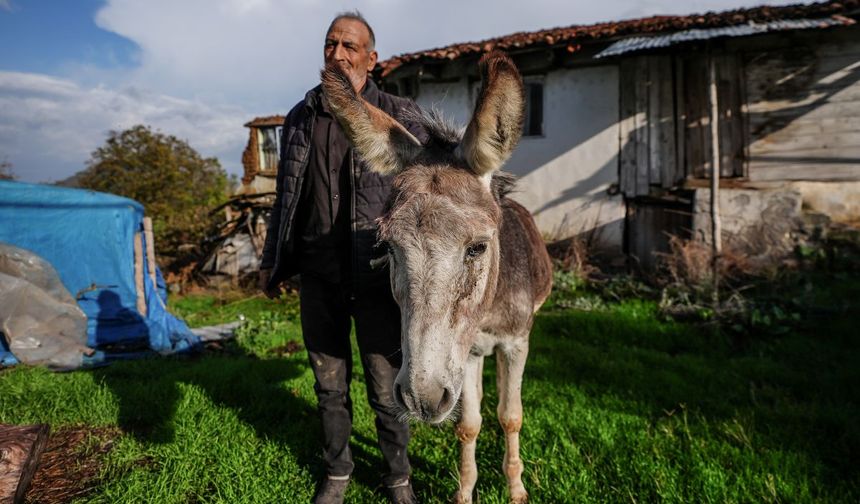 Sındırgı’da Enkaz Altından Kurtarılan Eşek “Kadife” Gözyaşlarına Boğdu