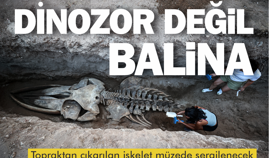 Dev balina iskeleti müzede sergilenecek