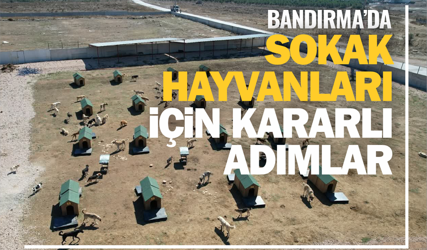 Bandırma Belediyesi’nden Sokak Hayvanları İçin Kararlı Adım