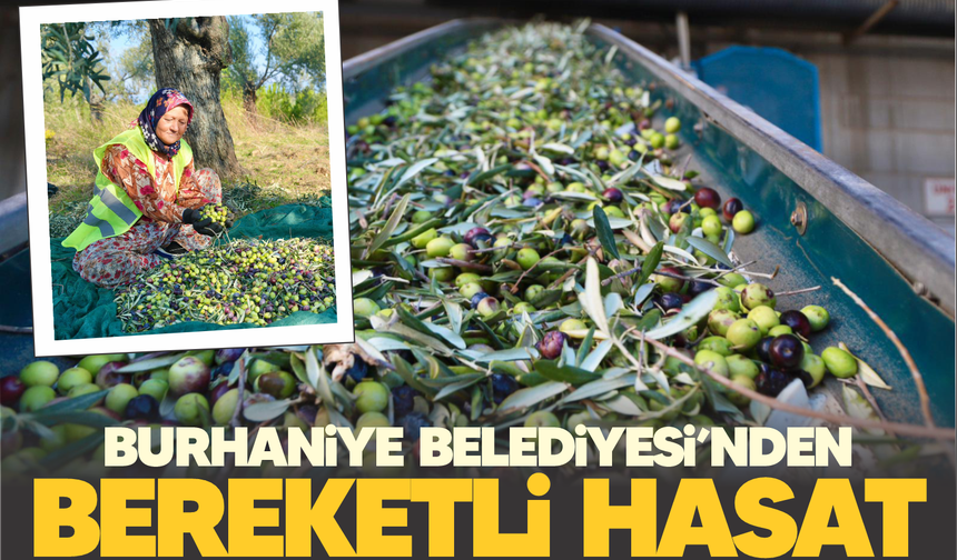 Burhaniye Belediyesi zeytin hasadına başladı