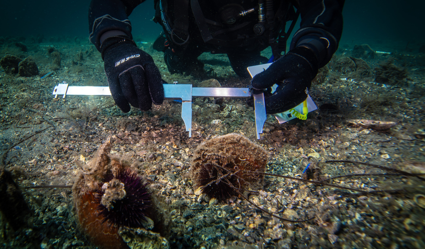 Marmara Denizi’nin Son Umudu... Pina Midyeleri Yeniden Hayata Tutunuyor