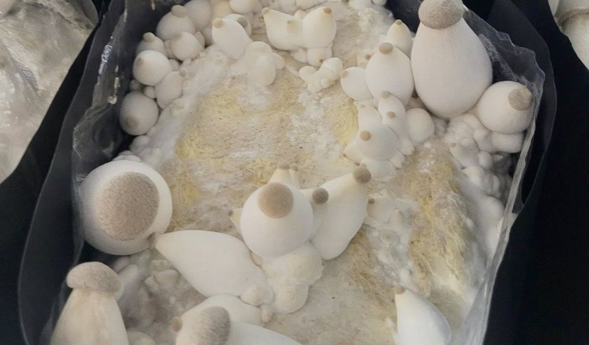 Aslan Yelesi ve Reishi Mantarları Balıkesir’de Hasat Edildi