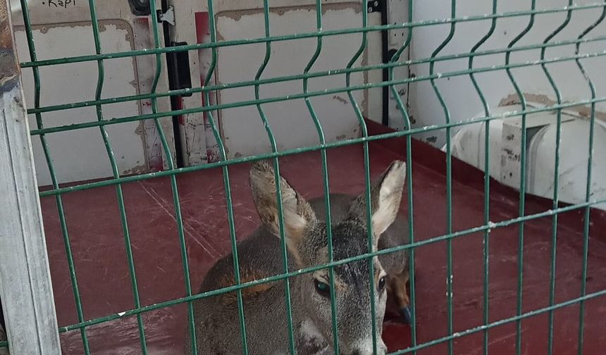 Bigadiç’te Yaralı Karaca Kurtarıldı! Tedavi Edilip Doğaya Bırakıldı