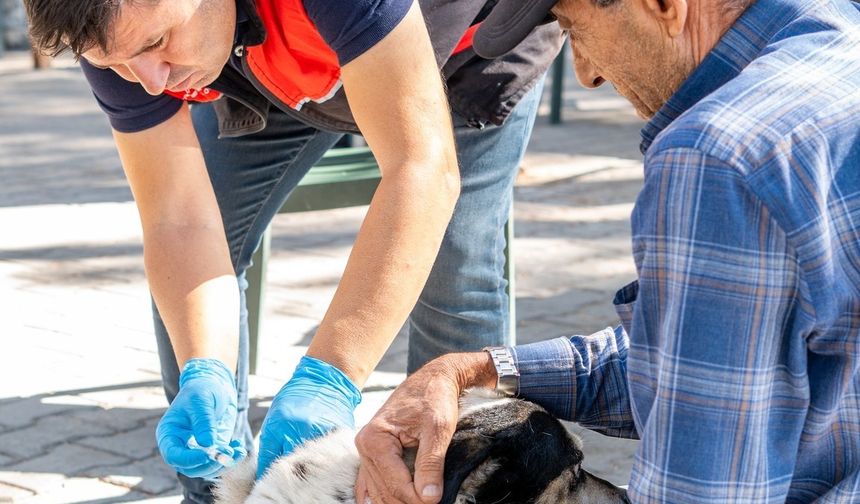 Ayvalık’ta Kuduz Uyarısı: “Evcil Hayvanlarınızın Aşılarını İhmal Etmeyin”