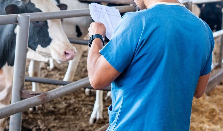 Ayvalık Tarım Müdürlüğü’nden Şap Hastalığına Karşı Aşı Uyarısı
