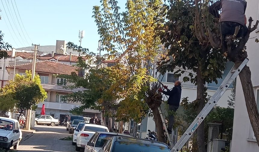 Bigadiç’te Ağaç Budama Çalışmalarıyla Kent Estetiği Korunuyor