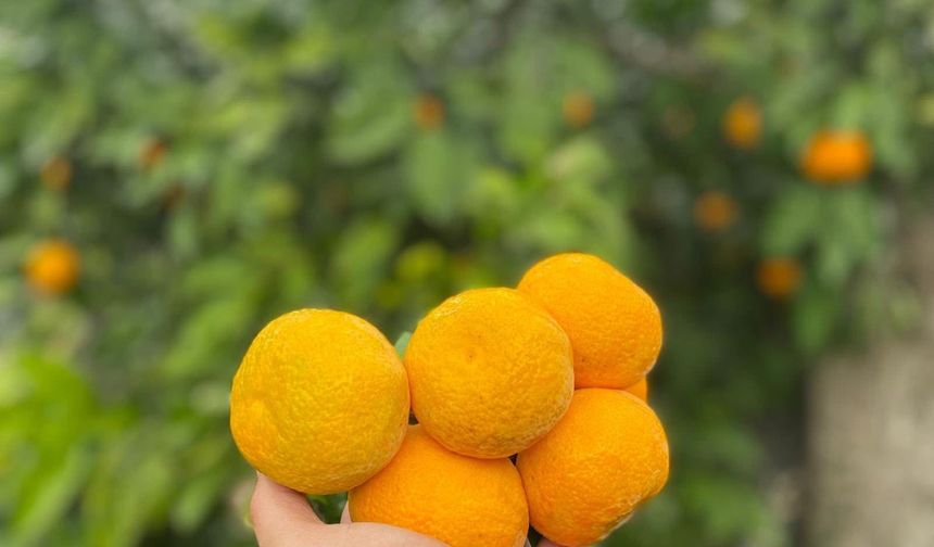 Havran Mandalinasında Hasat Zamanı! Coğrafi İşaretli Lezzette Bereketli Sezon Başladı