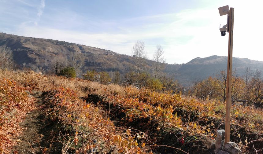 Bozayılar üzüm bağlarına dadandı! Tescilli üzümleri işte böyle yediler