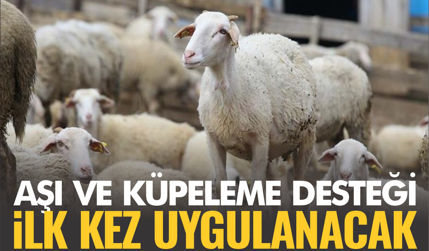 Aşı ve Küpeleme Desteği Başlıyor: Üreticiye Yeni Destek Paketi Resmî Gazete’de