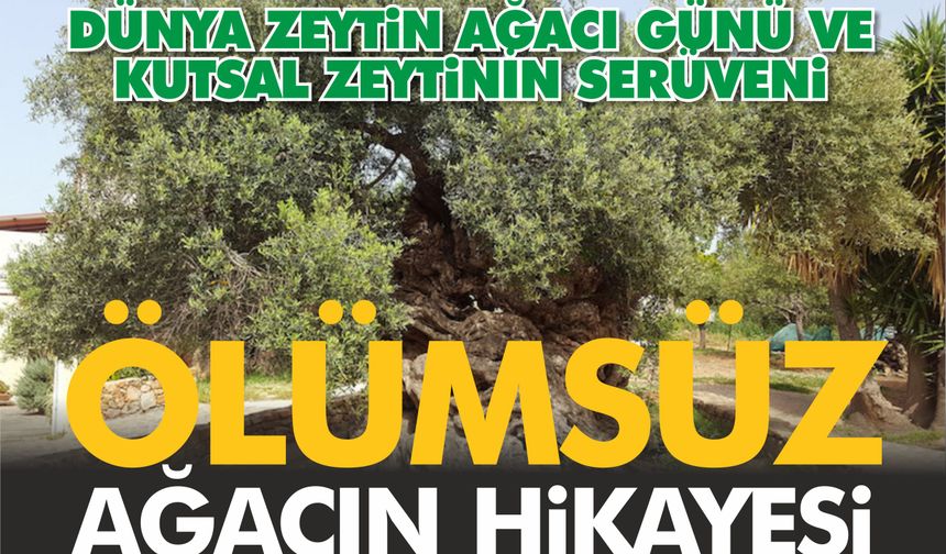 ÖLÜMSÜZ AĞACIN HİKÂYESİ: DÜNYA ZEYTİN AĞACI GÜNÜ VE KUTSAL ZEYTİNİN SERÜVENİ