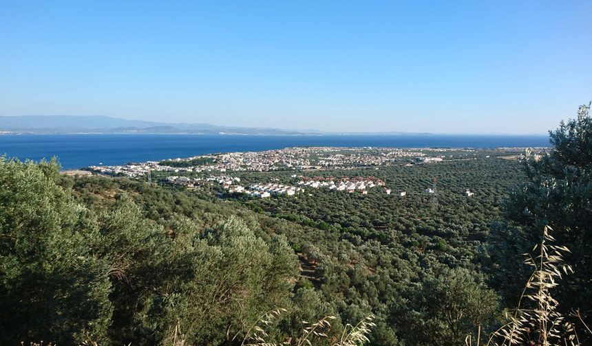 Edremit Zeytinyağına Kaz Dağı rüzgarının etkisi