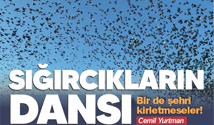 Sığırcıkların gözyüzü dansı! Bir de şehri kirletmeseler...