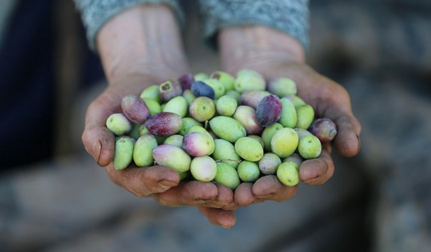 Bilim zeytine pestisit kullanmayın diyor