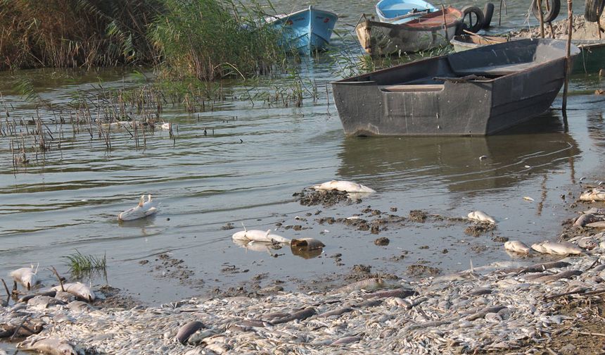 Gönen Çayı'ndan zehir akıyor... Manyas Kuşcenneti yok oluşun eşiğinde!