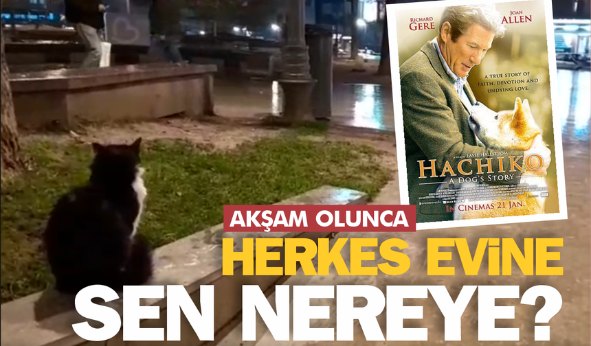 Akşam olunca evine gidenlere özenen sokak kedisi