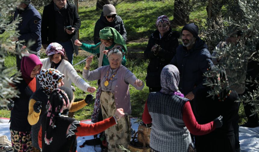 Edremit’te Meci Şenliği Başlıyor: 2 Gün Boyunca Zeytin ve İmece Kültürü Yaşatılacak