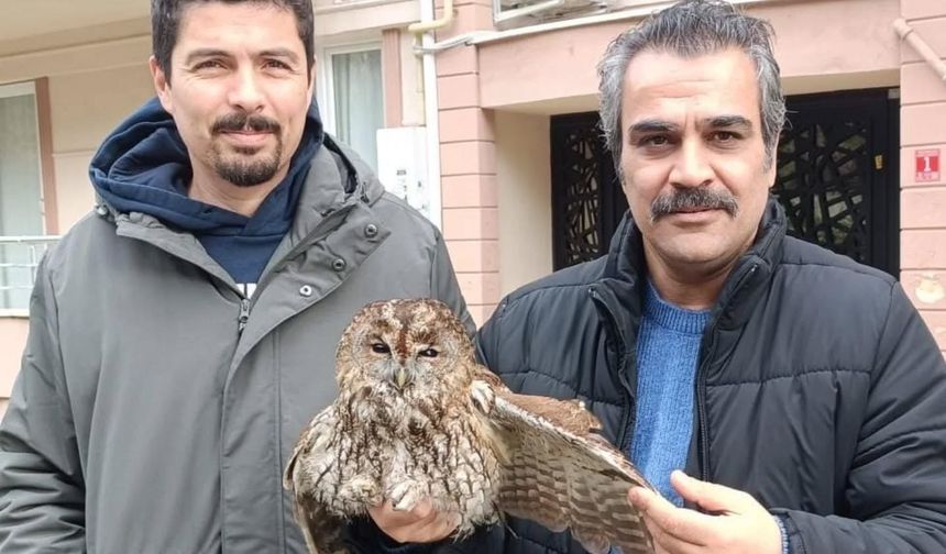 Burhaniye’de Soğuktan Etkilenen Baykuş Koruma Altına Alındı