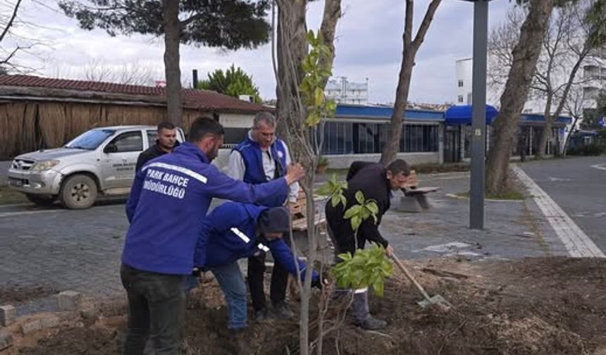 Erdek Sahil Bandı Yeniden Yeşeriyor