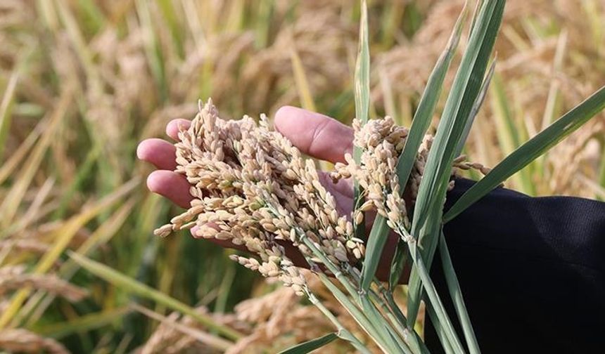 TMO 2026 Çeltik Alım Fiyatlarını Açıkladı! Ton Başına 40 Bin TL’ye Kadar Alım Yapılacak