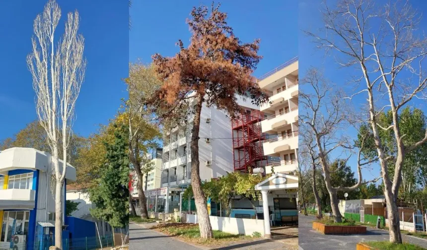 Erdek Belediyesi'nden Sahil Bandı Açıklaması! "O Ağaçlar Neden Kesildi?" Sorusuna Yanıt Geldi